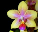 Орхидея Phalaenopsis Biondoro, multiflora (еще не цвел) 