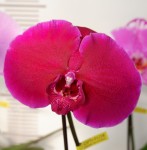 Орхидея Phalaenopsis Singolo Dark Red