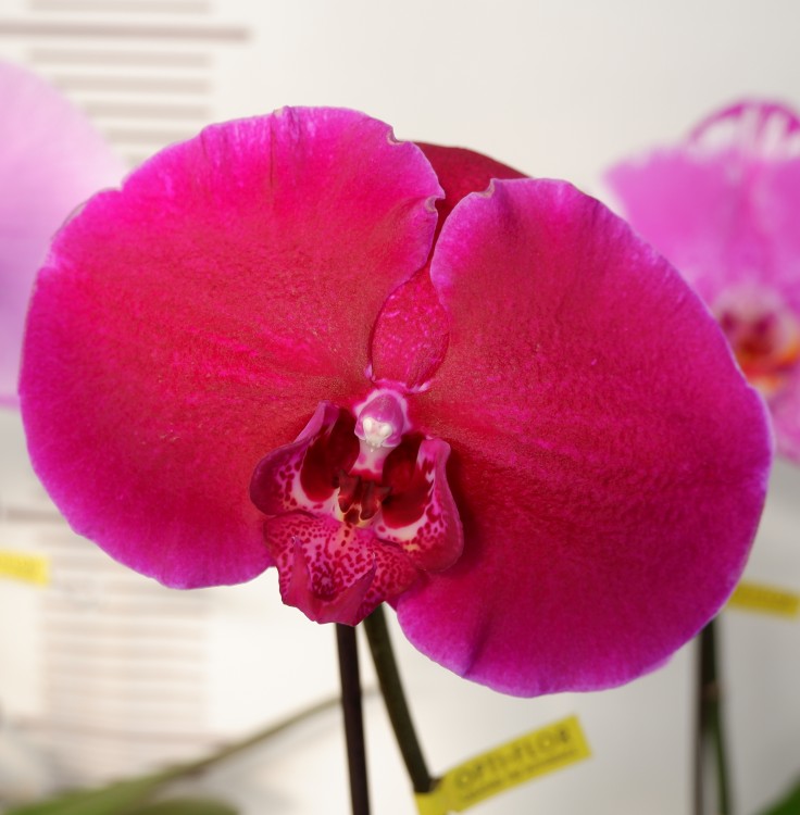 Орхидея Phalaenopsis Singolo Dark Red