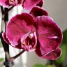 Орхидея Phalaenopsis Stone Rose (отцвел)