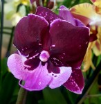 Орхидея Phalaenopsis Hot Kiss, big lip (отцвел, РЕАНИМАШКА)