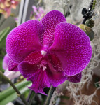 Орхидея Phalaenopsis Tying Shin Galaxy, Big Lip (отцвел)