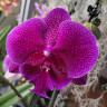 Орхидея Phalaenopsis Tying Shin Galaxy, Big Lip (отцвел)