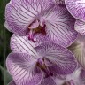 Орхидея Phalaenopsis Moscow 
