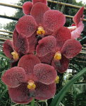Орхидея Vanda Perry Hollongsworth (отцвела)