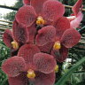 Орхидея Vanda Perry Hollongsworth (отцвела)