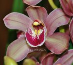 Орхидея Cymbidium (отцвёл)