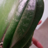 Орхидея Phalaenopsis Pink Dragon   