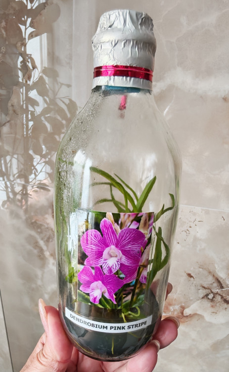 Орхидея Dendrobium Pink Stripe (сеянцы)    