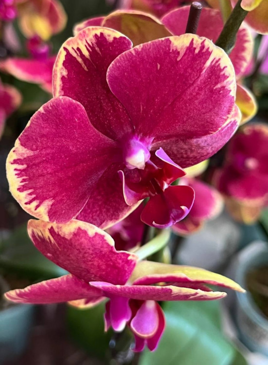 Орхидея Phalaenopsis Fangmei Sweet, midi (отцвел)