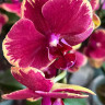 Орхидея Phalaenopsis Fangmei Sweet, midi (отцвел)