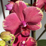 Орхидея Phalaenopsis Fangmei Sweet, midi (отцвел)