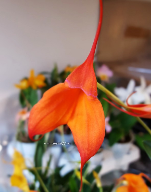 Орхидея Masdevallia (отцвела)