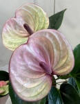 Anthurium Laguna