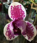 Орхидея Phalaenopsis Pirate Prince (отцвёл)