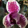 Орхидея Phalaenopsis Pirate Prince (отцвёл)