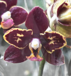 Орхидея Phalaenopsis Esme peloric, multiflora (отцвел) 