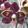Орхидея Phalaenopsis Esme peloric, multiflora (отцвел) 