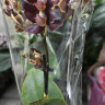 Орхидея Phalaenopsis Esme peloric, multiflora (отцвел) 