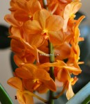 Орхидея Аscocenda Magic Оrange (отцвела)