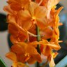 Орхидея Аscocenda Magic Оrange (отцвела)