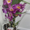 Орхидея Dendrobium Comet King Akatsuki 