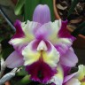 Орхидея Cattleya Mari's Song (отцвела) 
