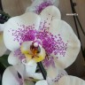 Орхидея Phalaenopsis      