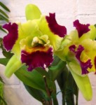 Орхидея Blc. Ahchung Emerald (отцвела)   
