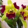 Орхидея Blc. Ahchung Emerald (отцвела)   