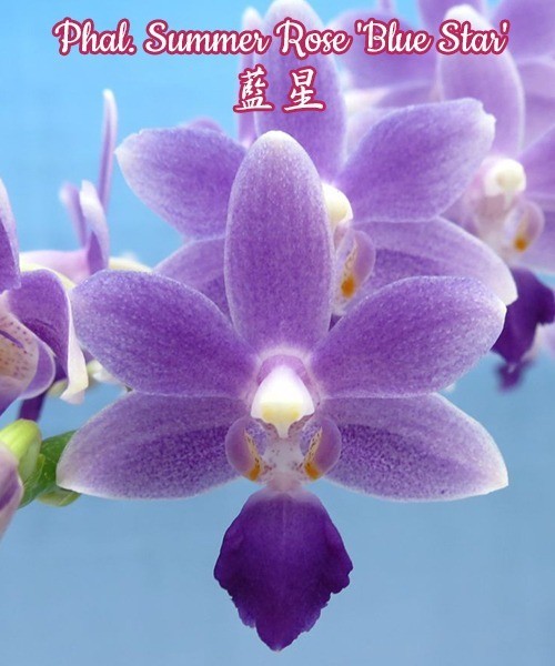 Орхидея Phalaenopsis Summer Rose 'Blue star' (еще не цвел) 
