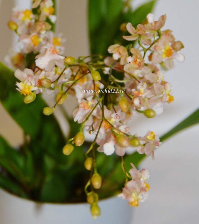 Орхидея Oncidium Twinkle Romantic Fantasy (отцвела)