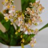 Орхидея Oncidium Twinkle Romantic Fantasy (отцвела)