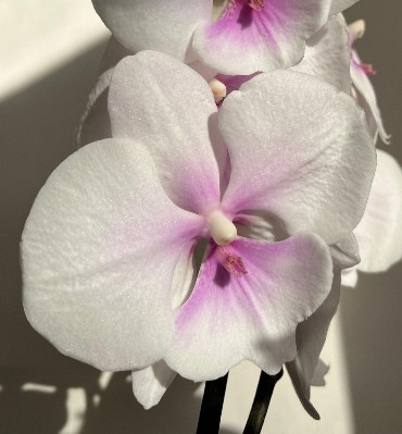 Орхидея Phalaenopsis Big Lip (отцвел)    
