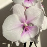 Орхидея Phalaenopsis Big Lip (отцвел)    