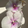 Орхидея Phalaenopsis Big Lip (отцвел)    