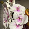 Орхидея Phalaenopsis Big Lip (отцвел)    