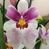 Орхидея Miltonia hybrid (отцвела)