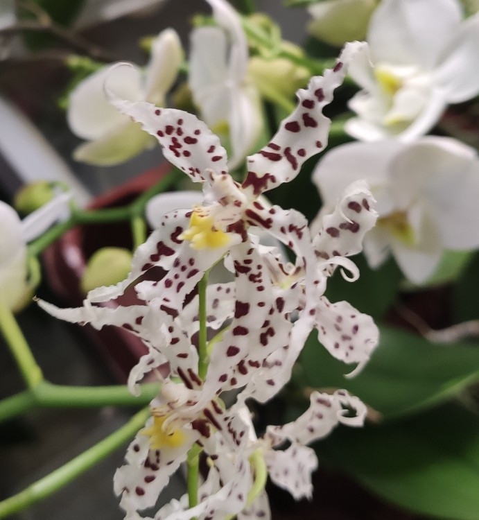 Орхидея Odontoglossum naevium (отцвела)