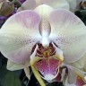 Орхидея Phalaenopsis Mandala (еще не цвёл) 