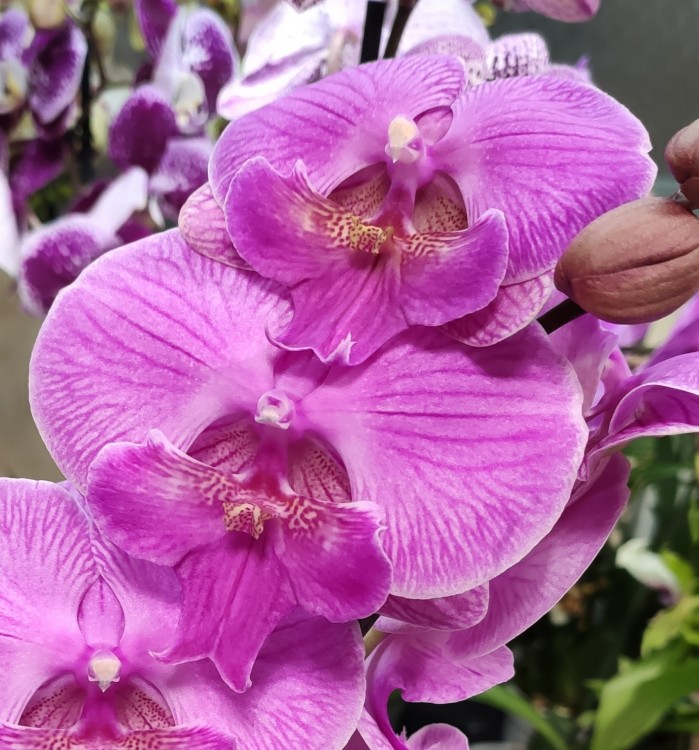 Орхидея Phal. Manta Kalimantan, Big Lip (отцвел)