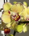 Орхидея Phalaenopsis Malibu, multiflora 