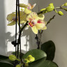 Орхидея Phalaenopsis Malibu, multiflora 
