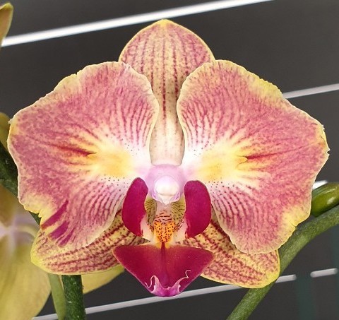 Орхидея Phal. Fuller's Gold Stripe '458' peloric  2 eyes (отцвел)  