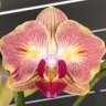 Орхидея Phal. Fuller's Gold Stripe '458' peloric  2 eyes (отцвел)  