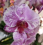 Орхидея Phal. Veronica mutation (отцвел)