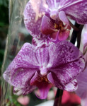 Орхидея Phalaenopsis Veronica mutation