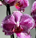 Орхидея Phalaenopsis Veronica mutation