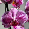 Орхидея Phalaenopsis Veronica mutation
