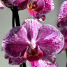 Орхидея Phalaenopsis Veronica mutation